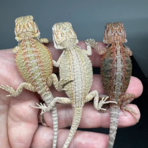 Dark Red Bearded Dragon (Couple)