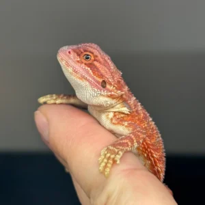 Dark red Bearded Dragons