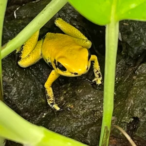 Phyllobates terribilis "Yellow"
