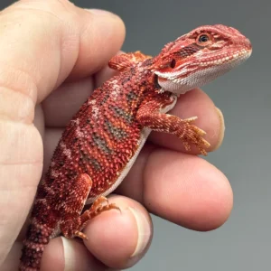 dark-red-bearded-dragon-17