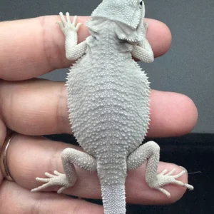White Bearded Dragon