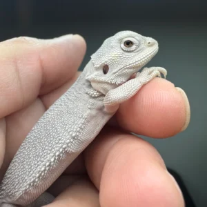 hypo-zero-bearded-dragon-2