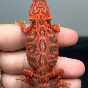 Dark Red Bearded Dragon