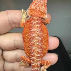 Red Bearded Dragon