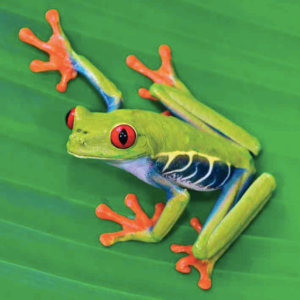 Red eye Ranoidea Chloris (pacman frog)