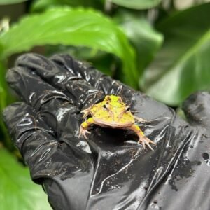 Surinam Pacman Frog (Ceratophrys cornuta)