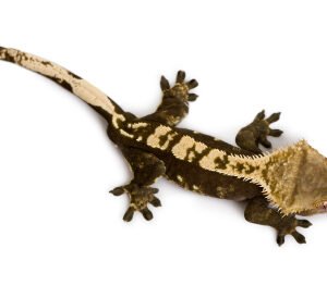 CRESTED GECKO RHACODACTYLUS CILIATUS