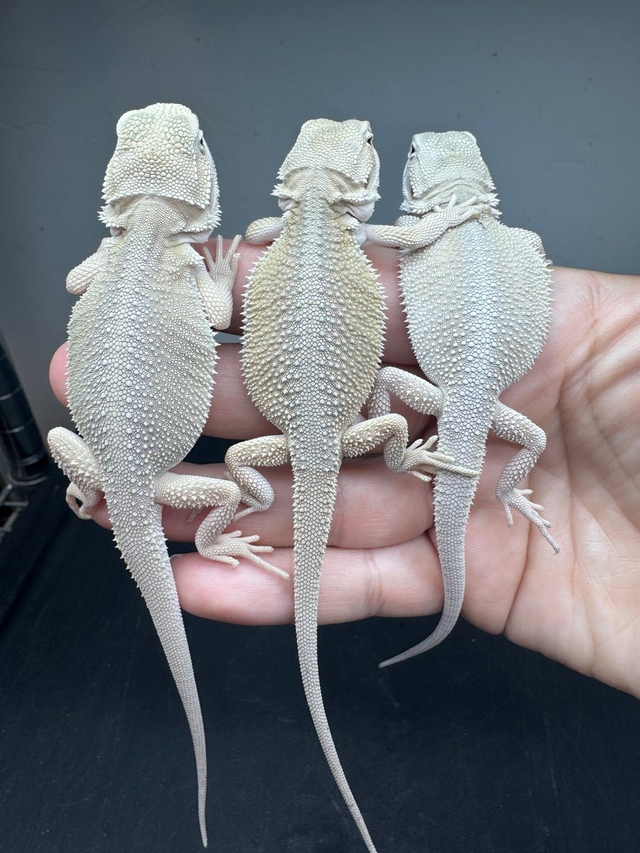 G182, 5 Witblits Bearded Dragon wholesale group for sale
