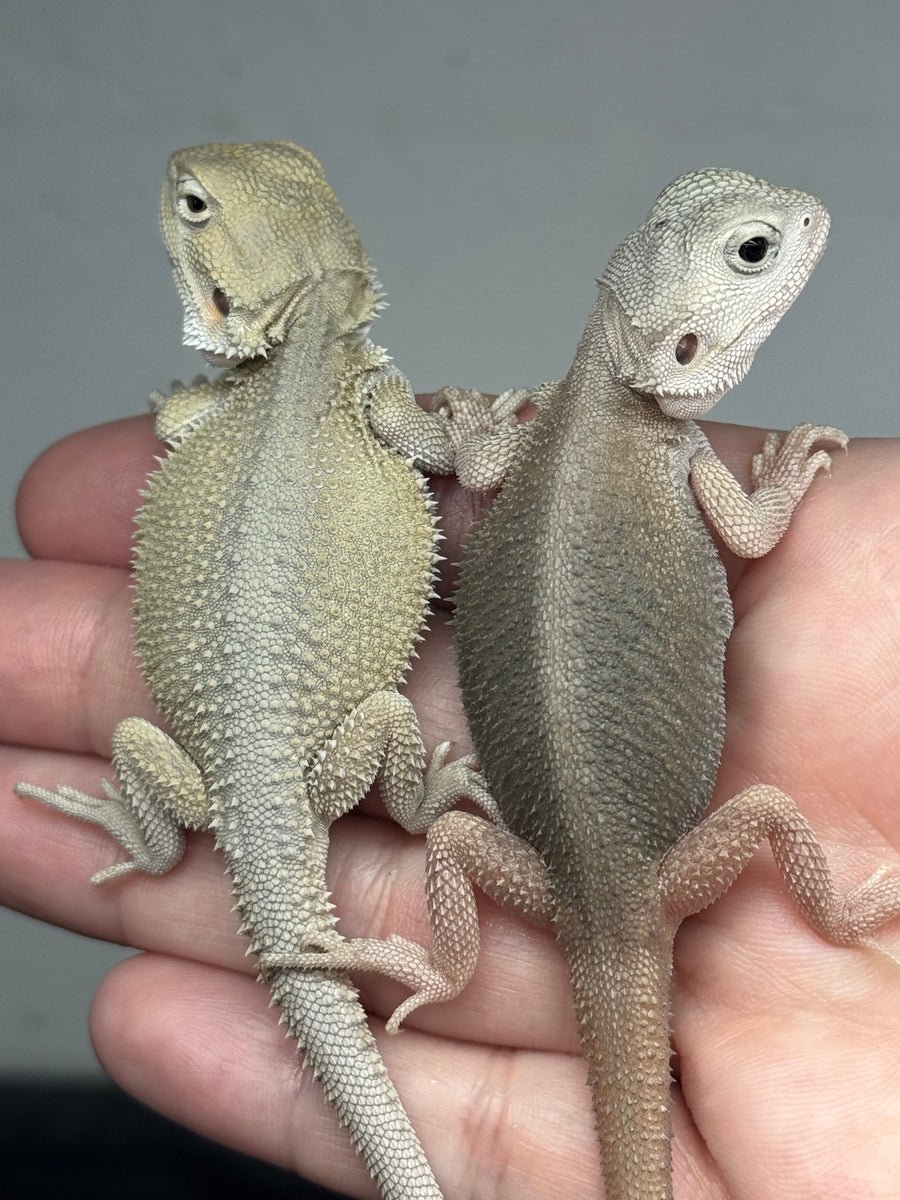 G182, 5 Witblits Bearded Dragon wholesale group for sale