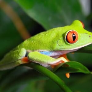 Red eye frog Male