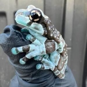 Amazon milk frog