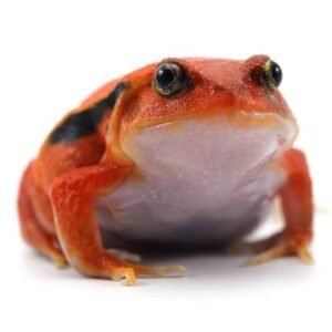 Tomato frogs