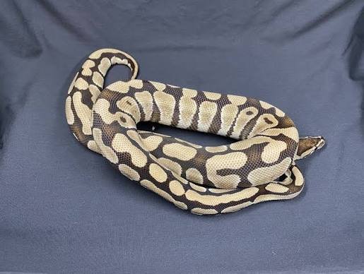 Super Vanilla Ball Python - Image 2