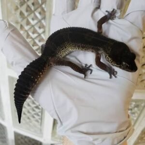 black-night-leopard-geckos-adult