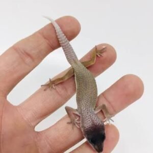 juvenile-blizzard-leopard-gecko