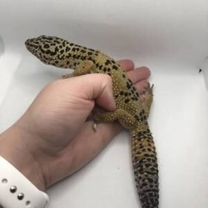 Normal Leopard Gecko