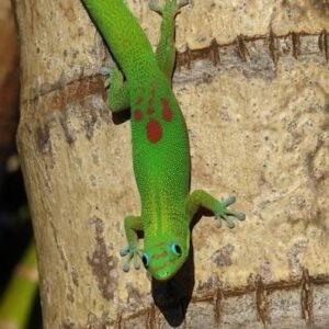 Gold Dust Day Gecko