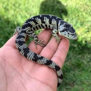 Abronia taenoata monitor