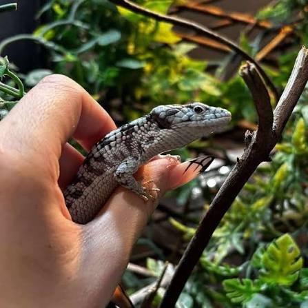 Abronia taenoata monitor - Image 2