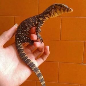 Varanus salvator