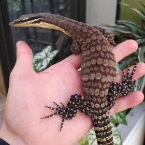 Red Ackie monitor