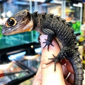 Red eye Crocodile skink (Juvenile)