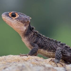 Red eye crocodile skink (Adult)
