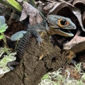 Red eye crocodile skink( Subadult)