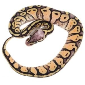 male-super-pastel-spector-ball-python