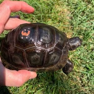Aldabra giant tortoise