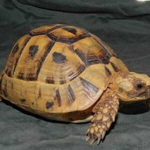 Golden Greek Tortoise