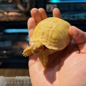 Albino Sulcata Tortoise