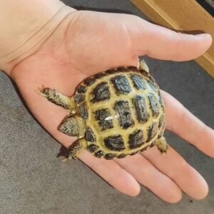 Horsfield's Tortoise For Sale