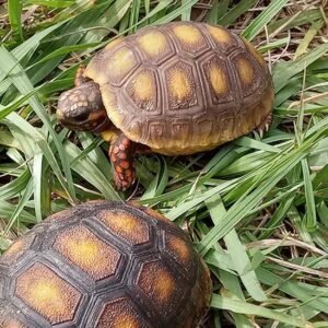 Red-Footed Tortoise For Sale