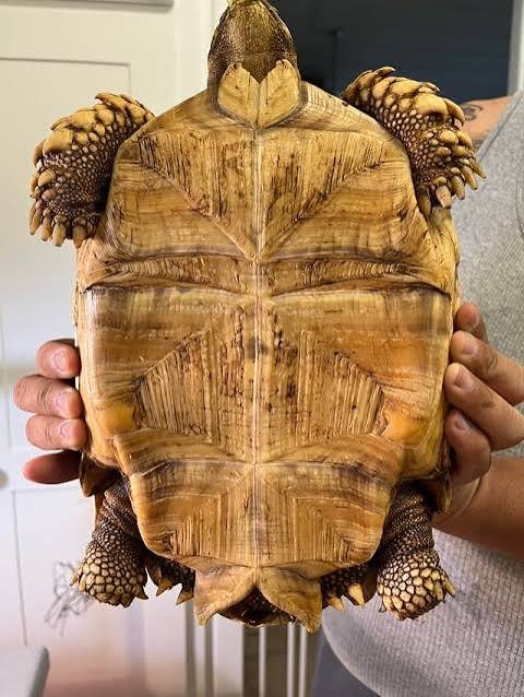 Female Sulcata Tortoises For Sale - Image 2