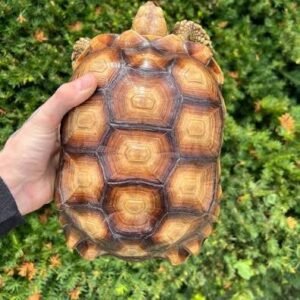Female Sulcata Tortoises For Sale