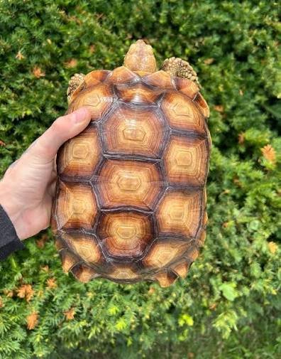 Female Sulcata Tortoises For Sale