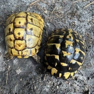 Female Hermann's Tortoise For Sale