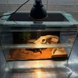 desert-terrarium-2