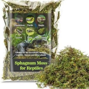 moss-for-terrarium