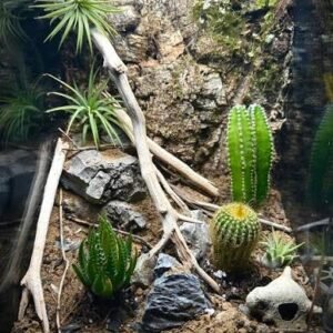 exo-terra-cactus