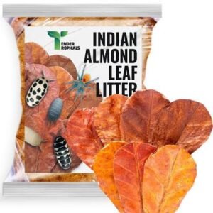 Indian almond leaves