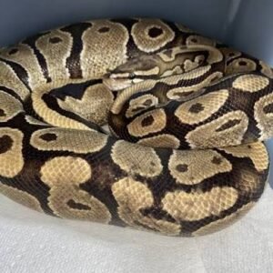 super-vanilla-ball-python