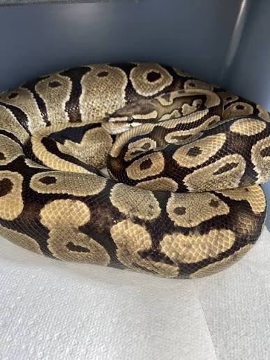 Super Vanilla Ball Python