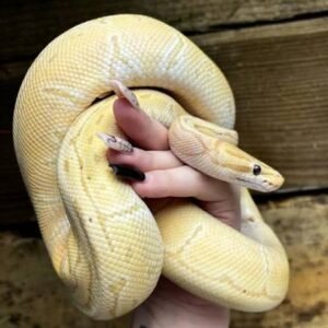 banana-enchi-pinstripe-ball-python