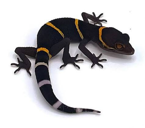Chinese cave geckos - Image 2