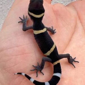 Chinese cave geckos