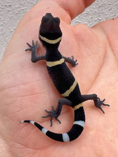 Chinese cave geckos