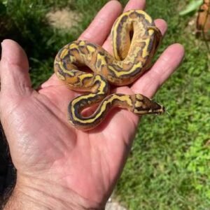 yearling-female-od-enchi-freeway-yb-asphalt-ball-python