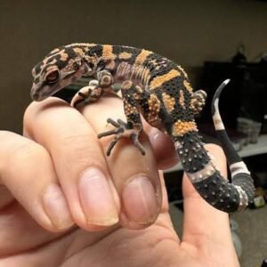 Japanese cave geckos